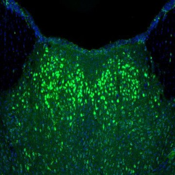 Anti-NAGLU antibody produced in rabbit Prestige Antibodies&#174; Powered by Atlas Antibodies, affinity isolated antibody, buffered aqueous glycerol solution