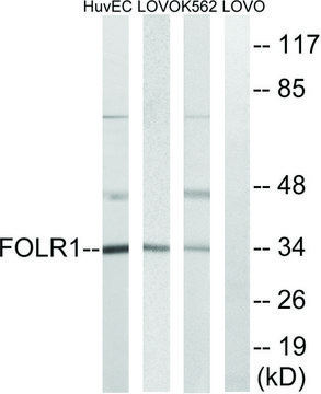 Anti-FOLR1 antibody produced in rabbit affinity isolated antibody