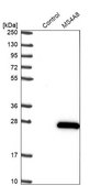 Anti-MS4A8 antibody produced in rabbit Prestige Antibodies® Powered by Atlas Antibodies, affinity isolated antibody, buffered aqueous glycerol solution