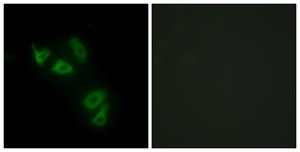 Anti-MUC13 antibody produced in rabbit affinity isolated antibody