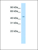 Anti-ELF3 (AB3) antibody produced in rabbit affinity isolated antibody