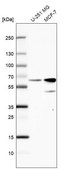 Anti-SF3A3 antibody produced in rabbit Prestige Antibodies® Powered by Atlas Antibodies, affinity isolated antibody, buffered aqueous glycerol solution