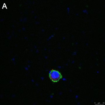 Anti-LILRB4 Antibody, clone 1H12 ZooMAb&#174; Rabbit Monoclonal recombinant, expressed in HEK 293 cells