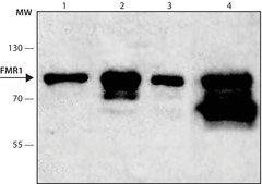 Monoclonal Anti-FMR1 antibody produced in mouse clone FMR2.5, hybridoma cell culture supernatant