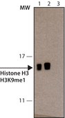 Anti-Methyl-Histone H3 (Me-Lys9)(H3K9me1) antibody, Mouse monoclonal clone 7E7-H12, purified from hybridoma cell culture