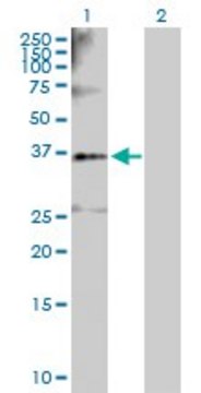 Anti-SGOL1 antibody produced in rabbit purified immunoglobulin, buffered aqueous solution