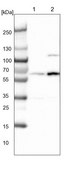 Anti-DNAJC7 antibody produced in rabbit Prestige Antibodies® Powered by Atlas Antibodies, affinity isolated antibody, buffered aqueous glycerol solution
