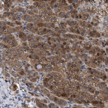 Anti-FAM171A2 antibody produced in rabbit Prestige Antibodies&#174; Powered by Atlas Antibodies, affinity isolated antibody, buffered aqueous glycerol solution