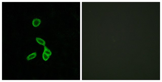 Anti-GALR1 antibody produced in rabbit affinity isolated antibody