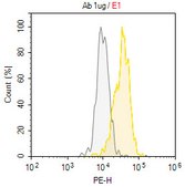 Anti-Jagged2 Antibody, clone HMJ2-1