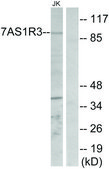 Anti-TAS1R3 antibody produced in rabbit affinity isolated antibody