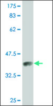 Monoclonal Anti-PROS1 antibody produced in mouse clone 3D7, purified immunoglobulin, buffered aqueous solution