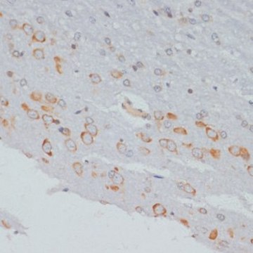 Anti-Phospho-CRKL-Y207 antibody produced in rabbit