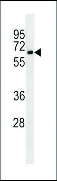 MONOCLONAL ANTI-CD25 antibody produced in mouse clone 7G7B6, crude ascites, buffered aqueous solution