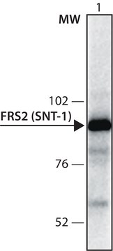 Anti-FRS2 (SNT-1) antibody produced in rabbit affinity isolated antibody, buffered aqueous solution