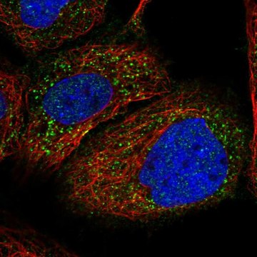 Anti-PEX1 antibody produced in rabbit Prestige Antibodies&#174; Powered by Atlas Antibodies, affinity isolated antibody, buffered aqueous glycerol solution