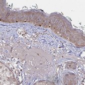 Anti-FJX1 antibody produced in rabbit Prestige Antibodies® Powered by Atlas Antibodies, affinity isolated antibody, buffered aqueous glycerol solution