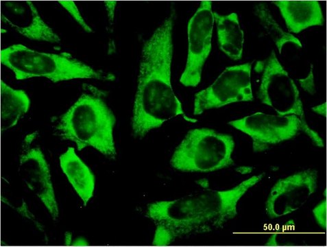 Monoclonal Anti-RPLP0 antibody produced in mouse clone 1B4, purified immunoglobulin, buffered aqueous solution