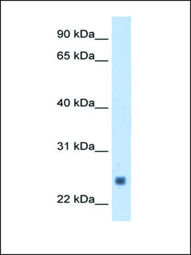 Anti-TNNI2 antibody produced in rabbit IgG fraction of antiserum