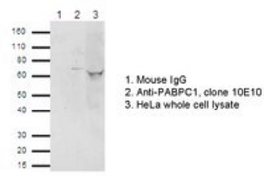 RIPAb+ PABPC1 - RIP Validated Antibody and Primer Set