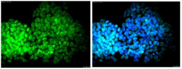 Anti-DPPA-2 Antibody, clone 6C1.2, Alexa Fluor&#8482; 488 conjugate clone 6C1.2, from mouse, ALEXA FLUOR&#8482; 488