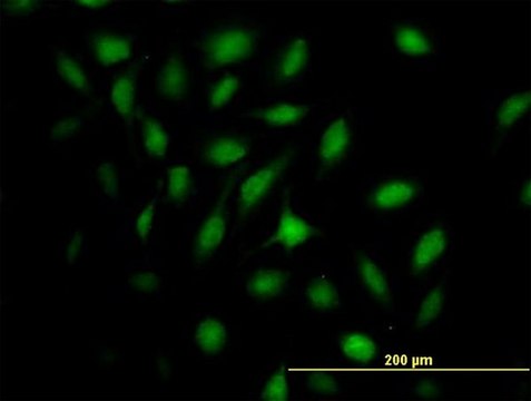 Anti-MX2 antibody produced in mouse IgG fraction of antiserum, buffered aqueous solution