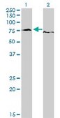 Monoclonal Anti-EWSR1 antibody produced in mouse clone 5C10, purified immunoglobulin, buffered aqueous solution