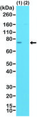 Anti-Spastin antibody, Rabbit monoclonal recombinant, expressed in HEK 293 cells, clone RM346, purified immunoglobulin