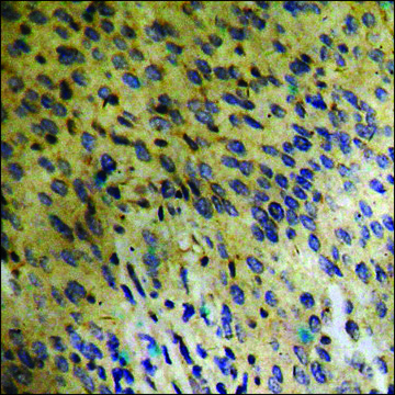 Anti-phospho-FGFR1 (pTyr766) antibody produced in rabbit affinity isolated antibody