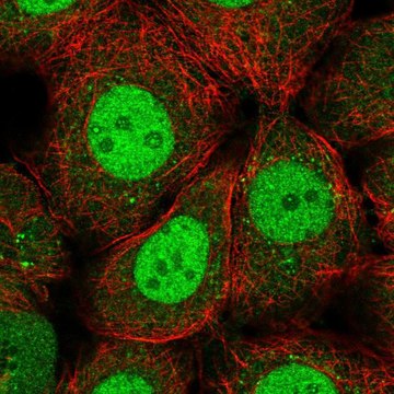 Anti-RFXANK antibody produced in rabbit Prestige Antibodies&#174; Powered by Atlas Antibodies, affinity isolated antibody