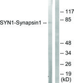Anti-Synapsin1 antibody produced in rabbit affinity isolated antibody