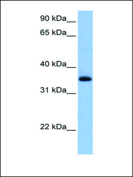 Anti-CHN2 antibody produced in rabbit affinity isolated antibody