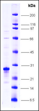 HIF-1 &#945; N-terminal activation domain (530-698) human recombinant, expressed in E. coli, &#8805;80% (SDS-PAGE)