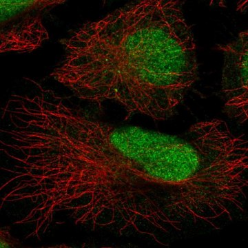 Anti-ATRIP antibody produced in rabbit Prestige Antibodies&#174; Powered by Atlas Antibodies, affinity isolated antibody