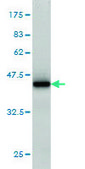 Monoclonal Anti-RGL1 antibody produced in mouse clone 2D10, purified immunoglobulin, buffered aqueous solution