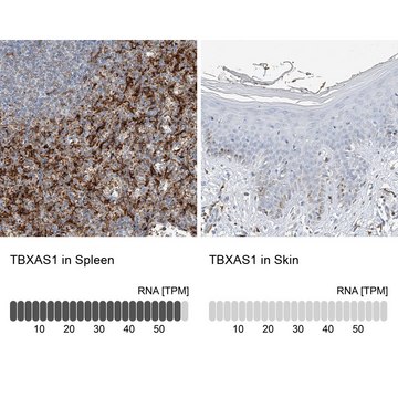 Anti-TBXAS1 antibody produced in rabbit Prestige Antibodies&#174; Powered by Atlas Antibodies, affinity isolated antibody, buffered aqueous glycerol solution