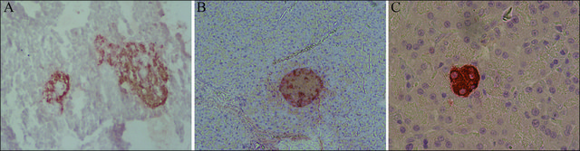  clone K36AC10, purified from&nbsp;hybridoma&nbsp;cell culture