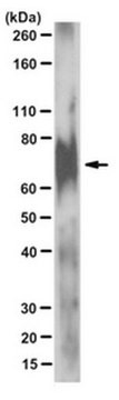 Anti-DMP1, NT Antibody, clone 9B6.3 clone 9B6.3, from mouse