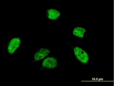 Anti-A1CF antibody produced in mouse IgG fraction of antiserum, buffered aqueous solution