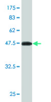 Monoclonal Anti-UBE2S antibody produced in mouse clone 2G7, purified immunoglobulin, buffered aqueous solution