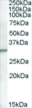 Anti-PGRP-S antibody produced in goat affinity isolated antibody, buffered aqueous solution