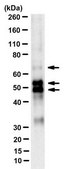 Anti-Bin1 Antibody, clone 2F11 clone 2F11, from mouse