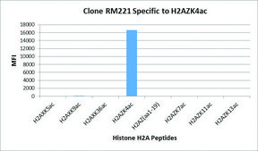 Anti-Acetyl-Histone H2A.Z (Lys4) antibody, Rabbit monoclonal recombinant, expressed in HEK 293 cells, clone RM221, purified immunoglobulin