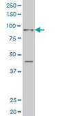 Monoclonal Anti-SIX4 antibody produced in mouse clone 5D4, purified immunoglobulin, buffered aqueous solution