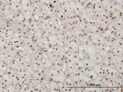 Monoclonal Anti-PAX2 antibody produced in mouse clone 3C7, purified immunoglobulin, buffered aqueous solution