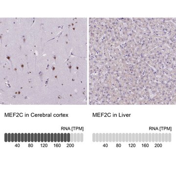 Anti-MEF2C antibody produced in rabbit Prestige Antibodies&#174; Powered by Atlas Antibodies, affinity isolated antibody, buffered aqueous glycerol solution