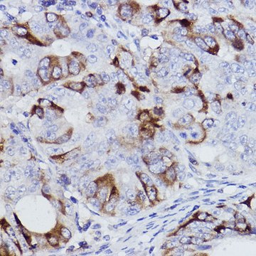 Anti- Cyclin B1 antibody produced in rabbit