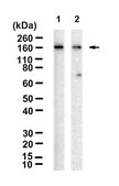Anti-SETD5 Antibody, clone 3B22 ZooMAb® Rabbit Monoclonal recombinant, expressed in HEK 293 cells
