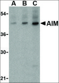 Anti-AIM (ab2) antibody produced in rabbit affinity isolated antibody, buffered aqueous solution