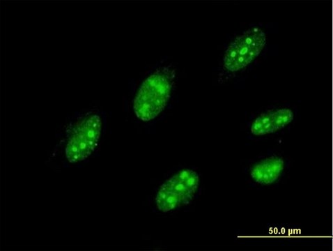 Monoclonal Anti-IQGAP3 antibody produced in mouse clone 6E3, purified immunoglobulin, buffered aqueous solution